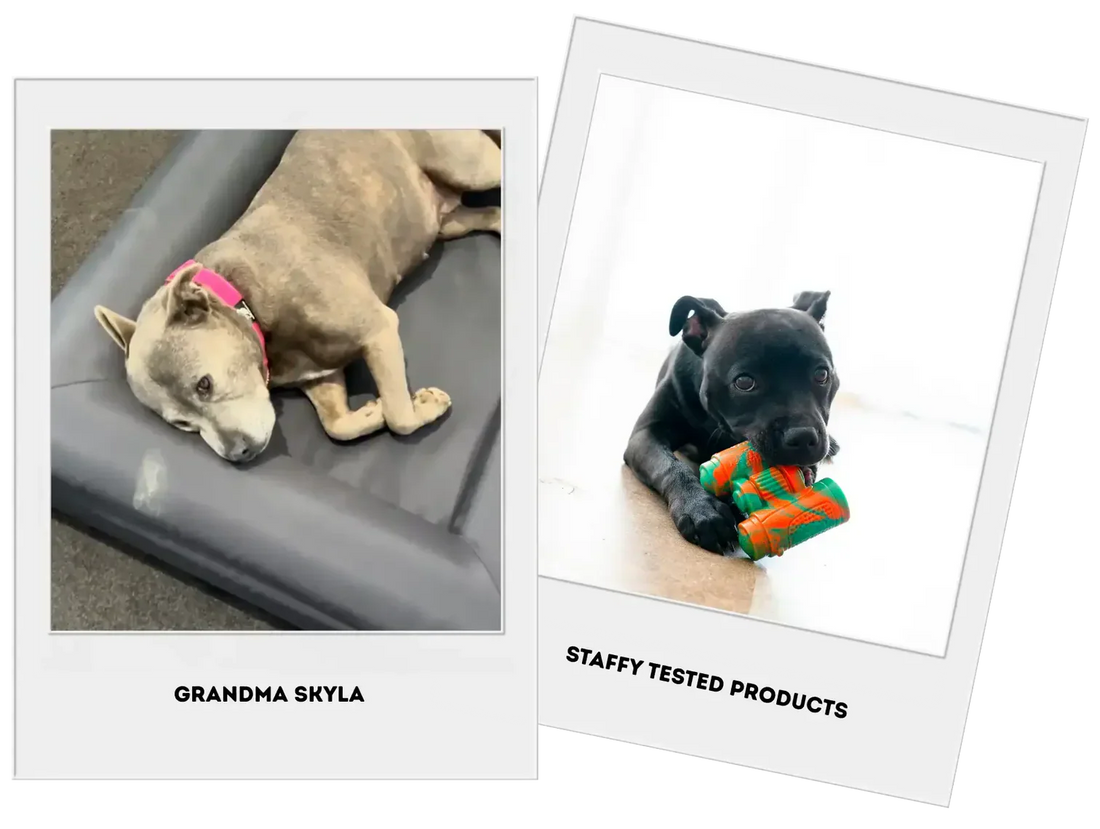 Our dogs, our testers